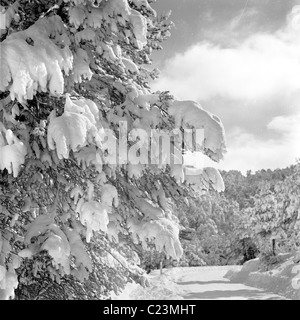 Années 1950, France. La neige est suspendu aux branches des arbres en Provence dans cette photographie historique par J Allan l'argent comptant. Banque D'Images