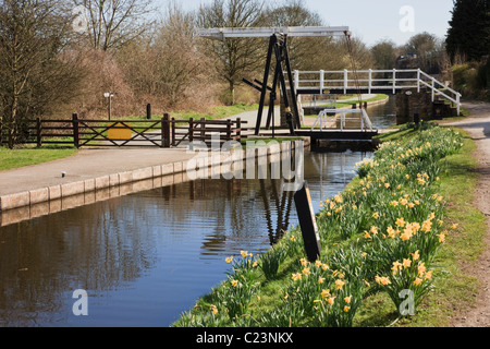 Froncysyllte, Wrexham, North Wales, UK. Vue sur le pont levant du canal de Llangollen Fron à 28W de jonquilles au printemps Banque D'Images