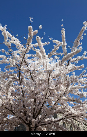 White Cherry Blossom flowering in spring, France, Europe Banque D'Images