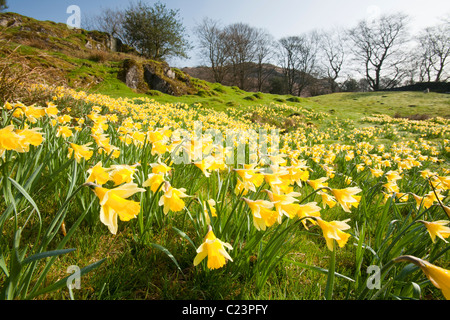 La jonquille sauvage (Narcissus pseudonarcissus) pousse à proximité de Loughrigg Ambleside, Tarn, Lake District, UK. Banque D'Images