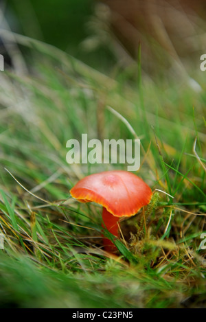 Re. Expert nourriture Raoul Van Den Broucke la récolte d'un capot écarlate sur une tournée de champignons, de champignons sauvages dans woodl Banque D'Images