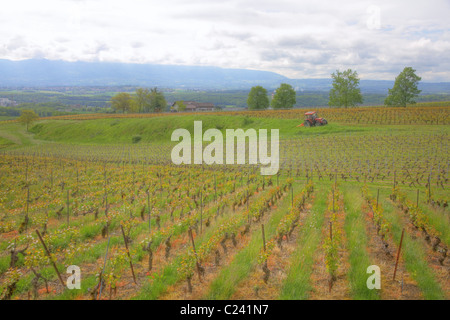 Conference avec de longues rangées de vignes situé au milieu d'un paysage montagneux juste eu tendance par un tracteur Banque D'Images