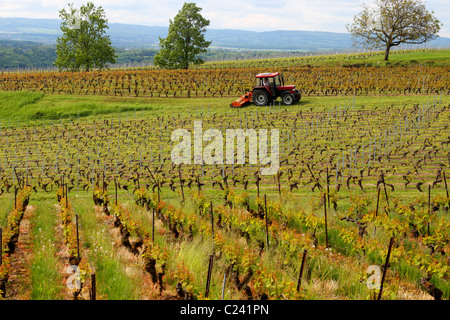 Vignoble avec de longues rangées de vignes situé au milieu d'un paysage montagneux juste eu tendance par un tracteur Banque D'Images