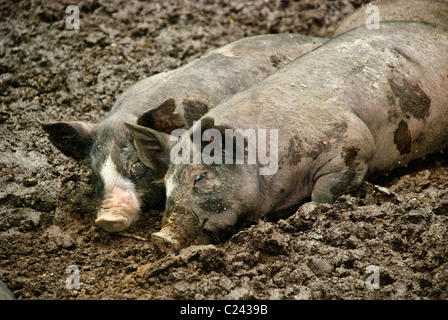 Les porcs Berkshire couché dans une boue se vautre, Granges Centre pour l'alimentation et l'Agriculture, Pocantico Hills, New York, USA Banque D'Images