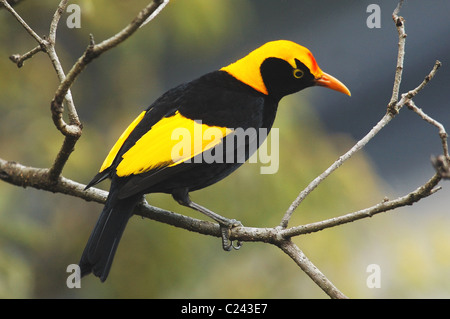 Homme Oiseau Regent (Sericulus chrysocephalus) dans Lamington National Park, Australie Banque D'Images