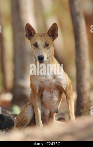 Dingo femelle dans le Kakadu National Park, dans le nord de l'Australie Banque D'Images