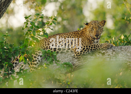 Leopard dans un arbre dans le parc national de Yala West, Sri Lanka Banque D'Images