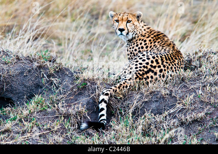 Le guépard, Acinonyx jubatus, la recherche de proies, Masai Mara National Reserve, Kenya, Africa Banque D'Images