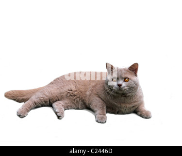 British shorthair chat sur fond blanc Banque D'Images