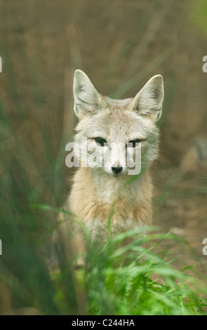 Kit de San Joaquin Fox (Vulpes macrotis mutica) Bakersfield, California Endangered Banque D'Images