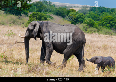 Veau de l'Eléphant d'Afrique, Loxodonta africana, suivant sa mère, Masai Mara National Reserve, Kenya, Africa Banque D'Images