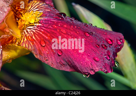 Close up de la partie d'un iris avec des gouttes de pluie. Banque D'Images