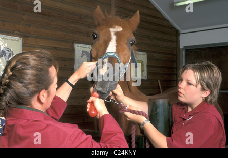 L'examen de l'EFP les dents de cheval Banque D'Images