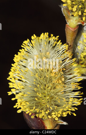 Saule Salix caprea Goat Châton Famille Salicaceae couvert de pollen jaune commun un site de printemps Banque D'Images