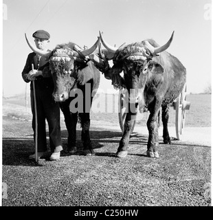 Années 1950, un agriculteur français petits ou portant un béret, debout sur un chemin avec ses deux grand-duc d'animaux, boeufs, tirant un chariot à roues en bois. Banque D'Images