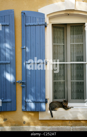 Chat assis sur un cadre de fenêtre dans le vieux quartier, St Remy de Provence, Bois du Rhone, Provence, France. Banque D'Images