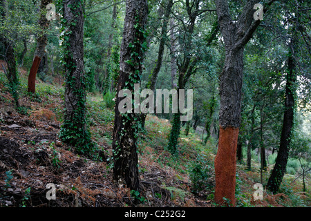 Arbres de liège à La Garde Freinet, Var, Provence, France. Banque D'Images