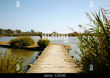 Parc ornithologique de pont de Gau, Camargue, Provence, France. Banque D'Images