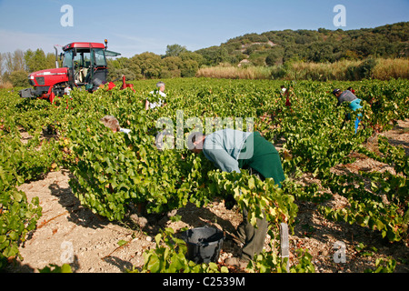 Vendanges dans les vignobles autour de Châteauneuf du Pape, Vaucluse, Provence, France. Banque D'Images