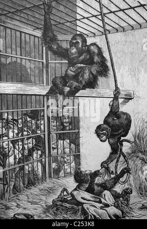 Un orang-outan et un chimpanzé à l'Aquarium de Berlin, Berlin, Allemagne, illustration historique, 1877 Banque D'Images