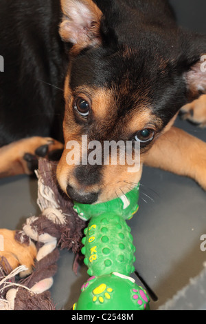 Chiot gourmand Banque D'Images