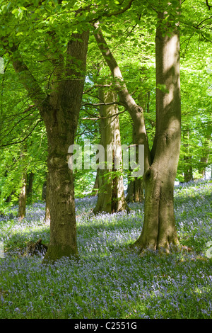 Bluebell forêt dans la forêt de Bowland, Lancashire, England, UK Banque D'Images