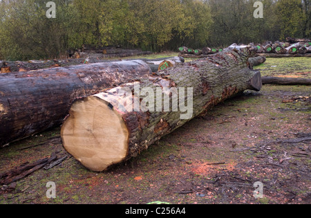 Les troncs d'arbre de chêne abattu, en route vers un moulin à scie Banque D'Images