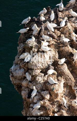 De Bassan sur les falaises de Bempton RSPB la réserve naturelle, Flamborough, East Yorkshire Banque D'Images