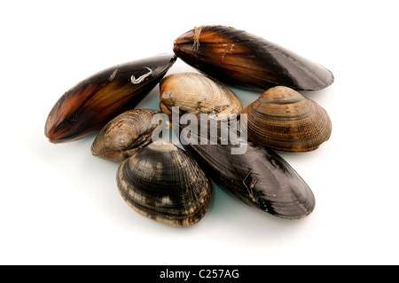 Les mollusques comestibles (moules et palourdes d'eau salée de la Méditerranée) sur un fond blanc Banque D'Images