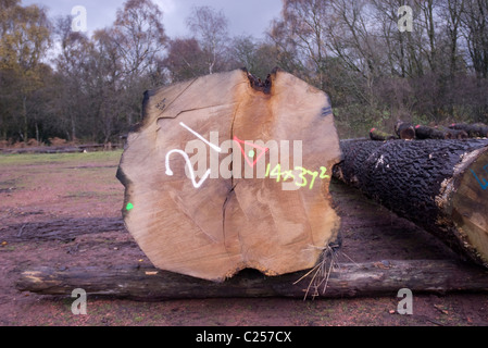 Les troncs d'arbre de chêne abattu, en route vers un moulin à scie Banque D'Images