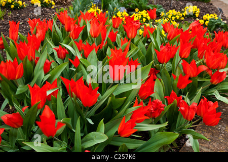 Tulipe rouge Banque D'Images