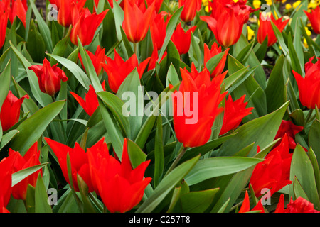 Tulipe rouge Banque D'Images