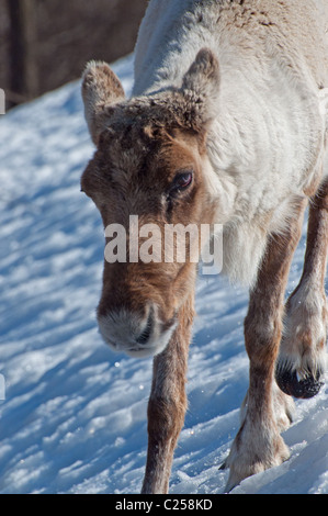 Close-up d'un caribou mâle au printemps. Banque D'Images