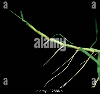 Développement des feuilles, des cannes et des racines sur la plante de l'herbe kikuyu (Pennisetum clandestinum) en phase de maturation Banque D'Images