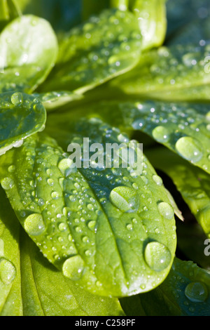Le jardinage biologique gouttes de rosée se situent sur la feuilles de salade Banque D'Images