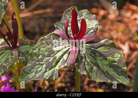 Dans Trillium kurabayashii propre jardin. Banque D'Images