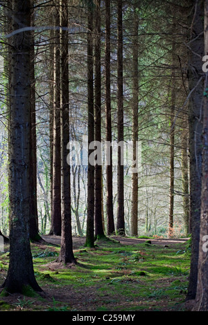 Bois de conifères près de Great Torrington Banque D'Images