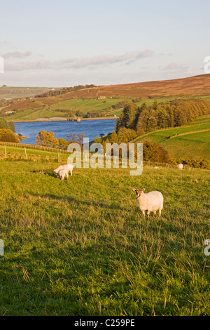 Vue sur Lower Laithe Reservoir du Pennine Way près de Stanbury Banque D'Images