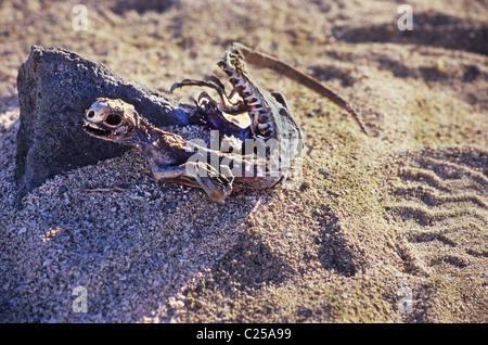 Iguane marin (Amblyrhynchus cristatus), de squelettes sur Las Plaza island Galapagos. L'Équateur. Banque D'Images