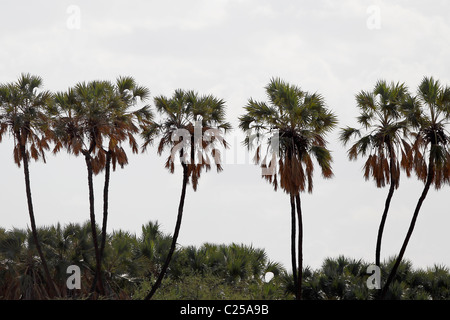 Palmiers Doum contre un skyline dans la réserve nationale de Samburu, Kenya Banque D'Images