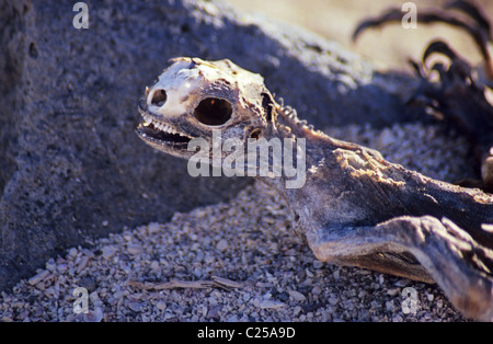 Iguane marin (Amblyrhynchus cristatus), de squelettes sur Las Plaza island Galapagos. L'Équateur. Banque D'Images