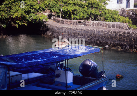 Puerto Ayora. L'île de Santa Cruz. Galapagos, Equateur. Vue sur le marché aux poissons. pelican se trouve au sommet d'un des bateaux de pêche. Banque D'Images