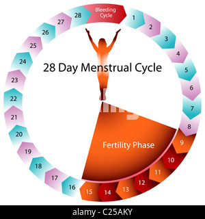 Une image d'un diagramme du cycle menstruel. Banque D'Images