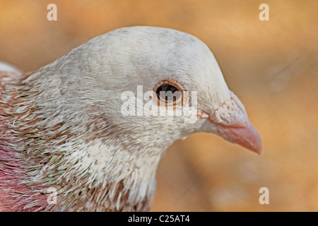 Colombe blanche, Columba livia Pigeon blanc, l'Inde, Banque D'Images