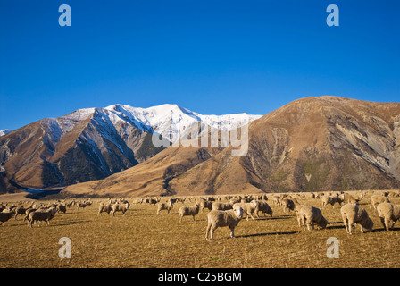 Mob de moutons, Arthur's Pass, île du Sud, Nouvelle-Zélande Banque D'Images