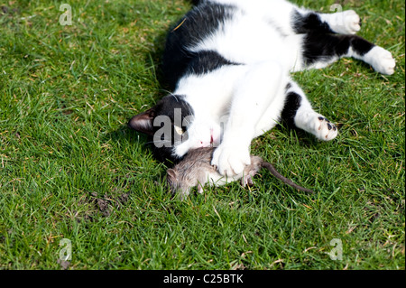 Chat noir et blanc jouant avec des rats. Banque D'Images