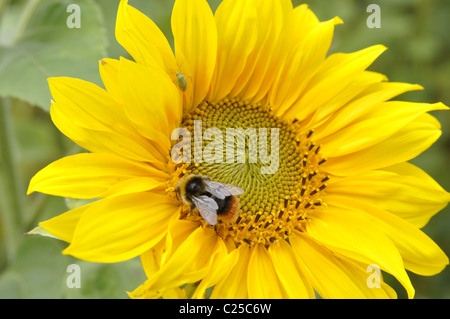 Bourdon sur le tournesol (Helianthus annuus) Banque D'Images