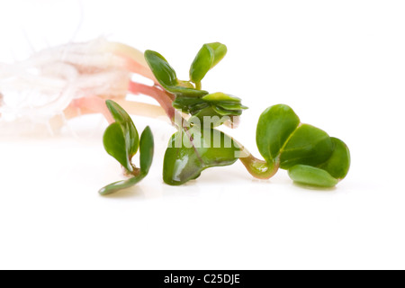 Close-up of a spicy radis daikon sprout Banque D'Images