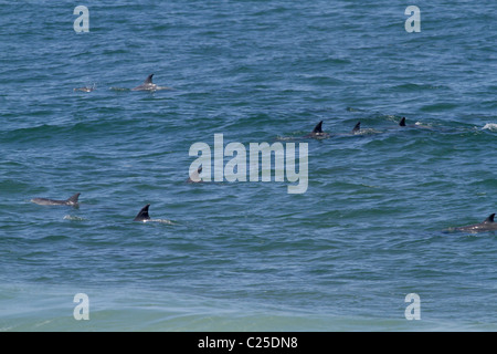 DOLPHIN POD DANS JEFFREY'S BAY DE L'OCÉAN INDIEN LA RÉUNION AFRIQUE DU SUD 26 Janvier 2011 Banque D'Images