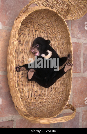 (Helarctos malayanus ours malais) cub sauvé de commerce des espèces sauvages. Hakkai Phnom Wildlife Rescue Center, Cambodge Banque D'Images